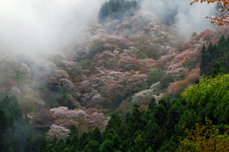 吉野山